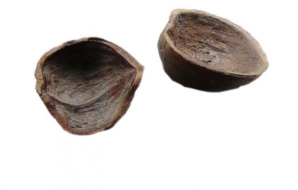 فروشگاه انواع پوست فندق فله