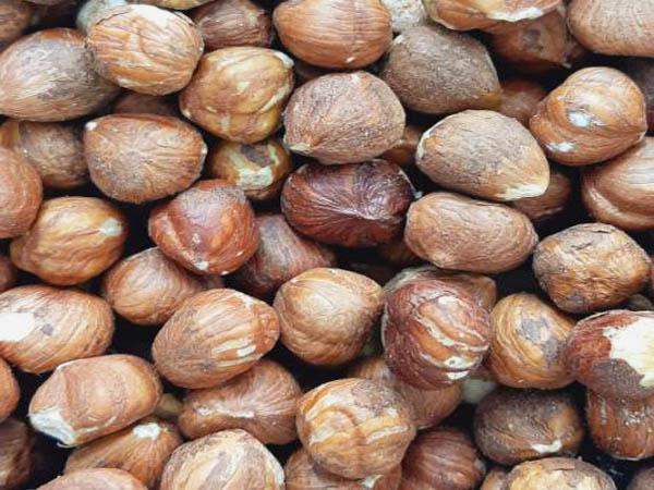 فروش انواع مغز فندق خام ارزان