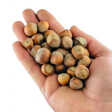 شرکت پخش فندق رست شده