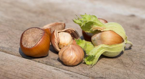 بازار پخش فندق با پوست سبز فله ای