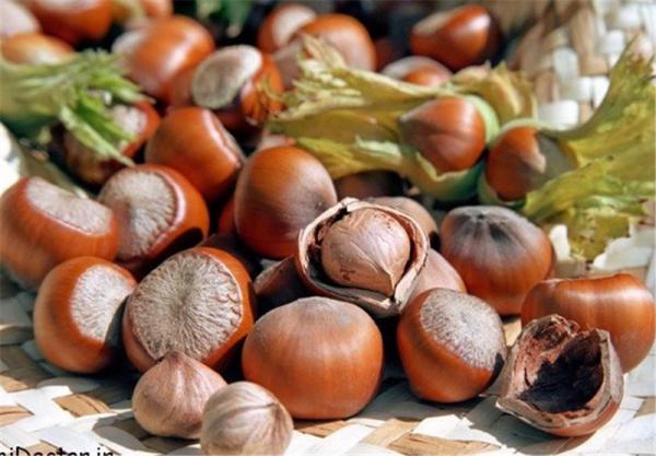 بازار توزیع فندوق خام اشکورات