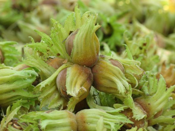 مرکز خرید فندوق خام با پوست تازه