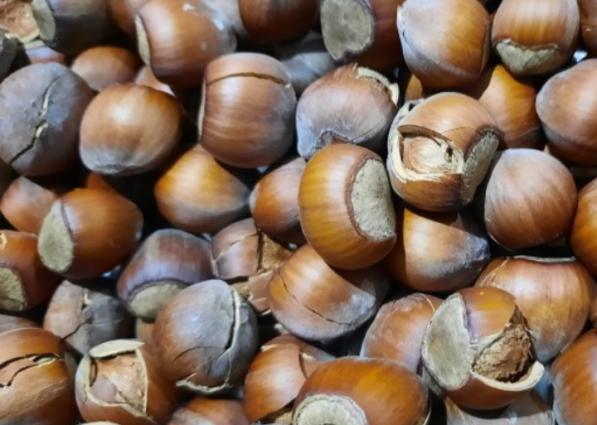 پخش فندوق شکسته ارگانیک