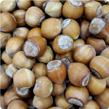 توزیع مستقیم فندق تازه با کیفیت