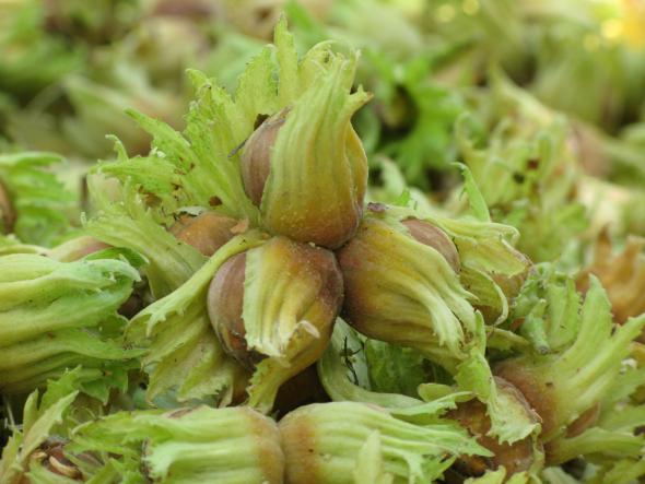 عرضه مستقیم فندق سبز تازه