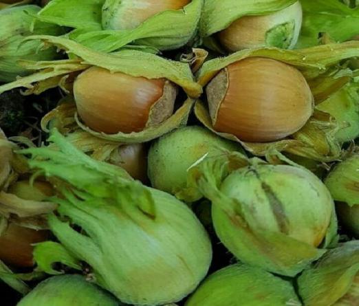 بررسی تمام ویژگی های فندق با پوست سبز