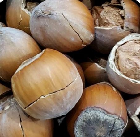 پارامترهای تعیین کننده کیفیت فندق تازه