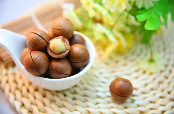 پخش مغز فندق تازه به صورت مستقیم