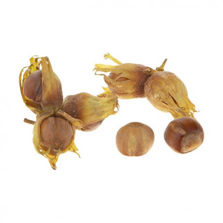 خواص انواع پوست فندق برای مو