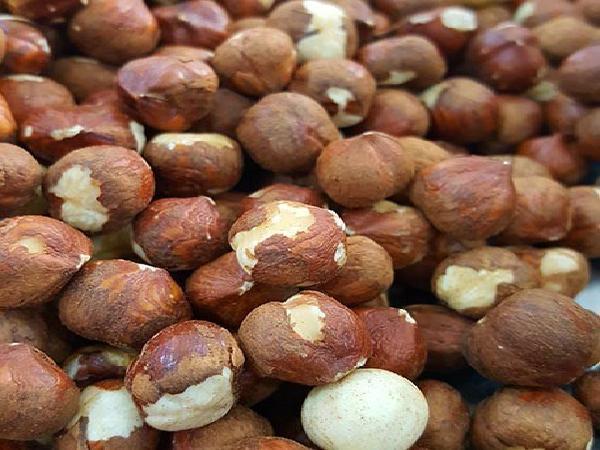 اطلاعات مفیدی درباره مغز فندق