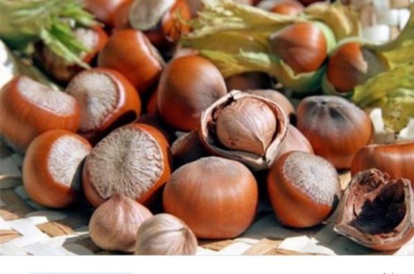 فروش انواع پوست فندق صادراتی