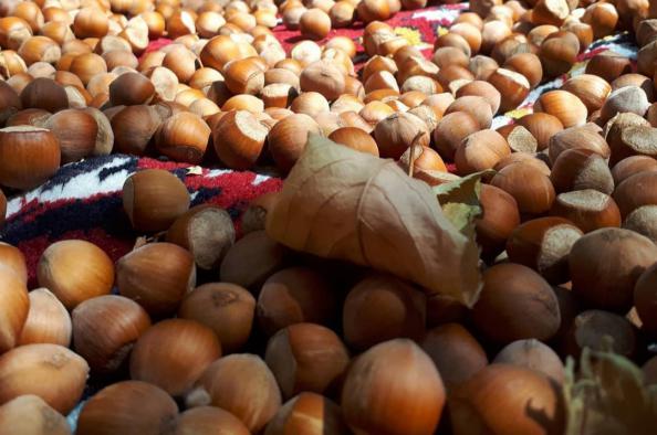 عمده فروشان انواع فندق مرغوب صادراتی