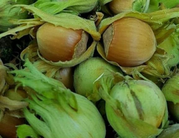 نحوه شور کردم فندق خام