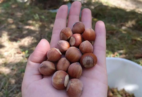 علت استفاده از فندق در تهیه شکلات