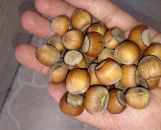 تولیدکنندگان فندق خام‌ صادراتی