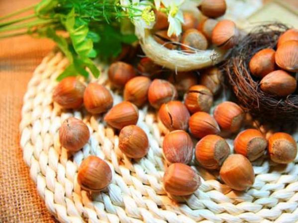 خواص دارویی فندق تازه