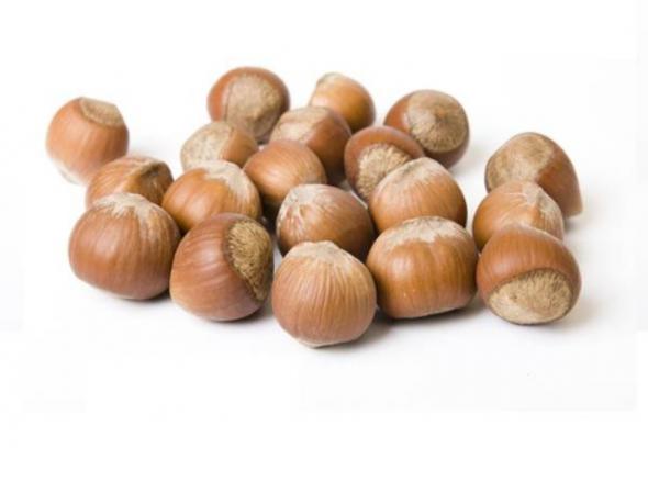 مراحل کاشت انواع فندق