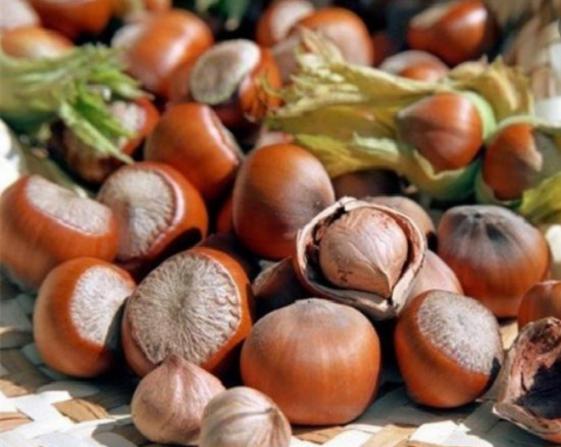 بازار فروش فندق تازه درجه یک