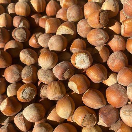 تولیدکنندگان فندق تازه درجه یک