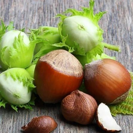 نحوه تولید انواع فندق