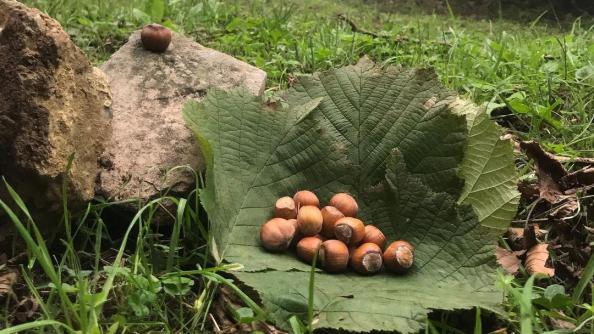 چرا مردان باید فندق بخورند؟