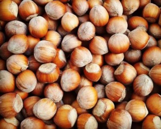 مرکز صادرات فندق خام عمده