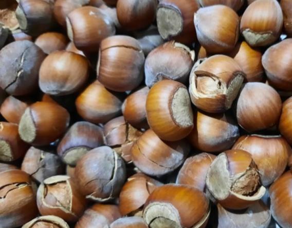 ارزش غذایی انواع فندق