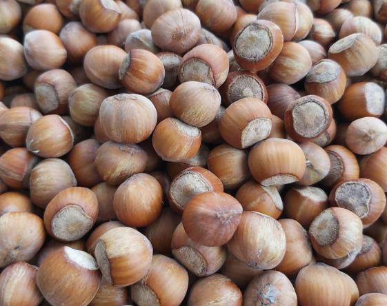 آیا فندق چاق کننده است؟