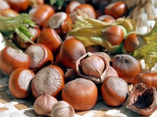 منظور از فندق با پوست سبز چیست؟