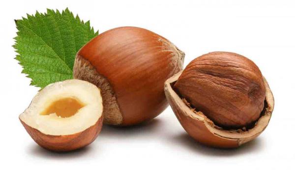 آشنایی با ترکیبات فندق