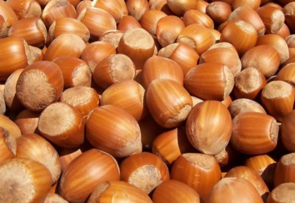 بررسی کیفی انواع فندق