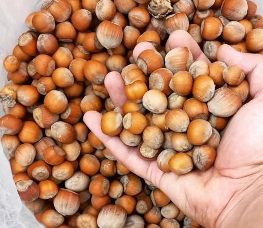 مرکز توزیع فندق خام عمده