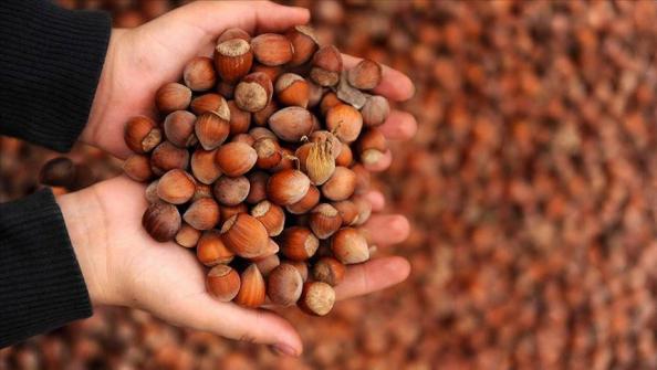 خرید مرغوب ترین انواع فندق خندان درجه یک