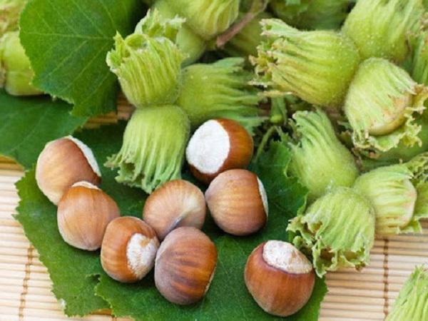 موارد استفاده از فندق خام