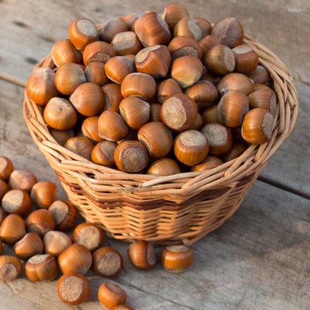 آشنایی با فندق رست شده