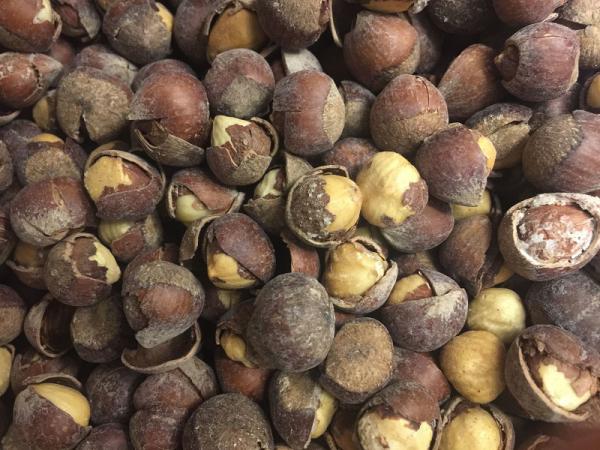 شرکت عرضه برترین انواع فندق ترک خورده