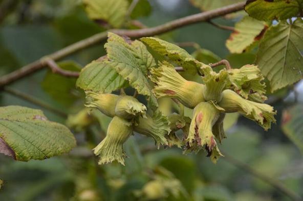 حفظ سلامت استخوان ها با فندق