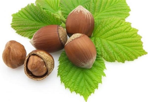 خواص بی نظیر فندق را بشناسید