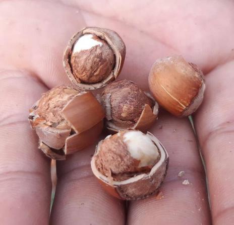 همه چیز درباره فندق رست شده