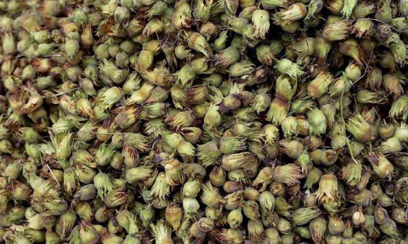 مرغوب ترین انواع فندق کدام است؟