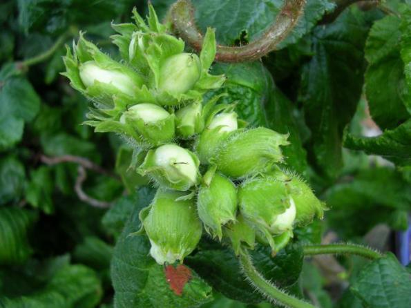 فروش فوق العاده انواع فندق سبز تازه