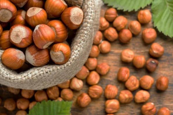 توزیع انواع فندق تازه