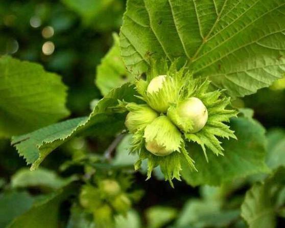 مشخصات فندق سبز تازه