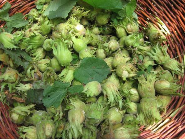 چه فندقی برای روغن گیری مناسب است؟