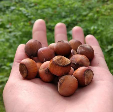 شرکت توزیع فندق تازه با کیفیت