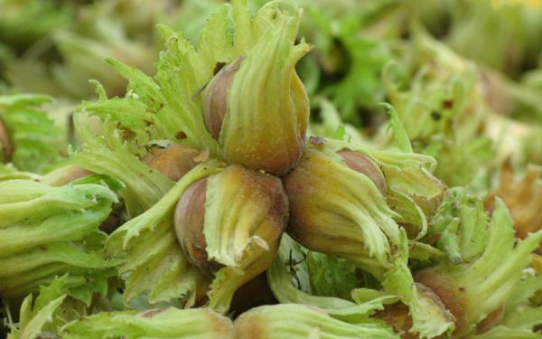 عرضه مستقیم انواع فندق مرغوب پوست سبز