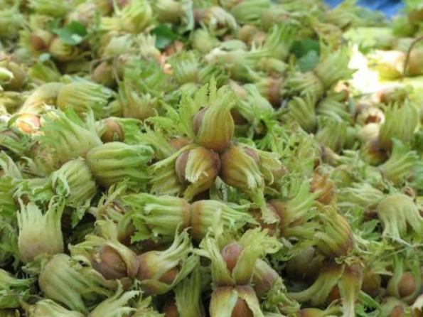 فندق سرشار از آنتی‌اکسیدان است