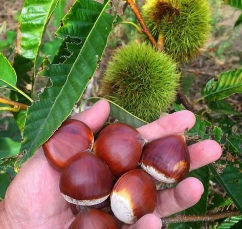 خواص فندق برای دوره افسردگی