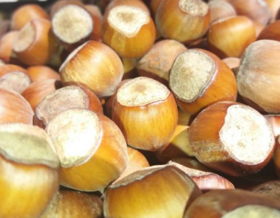 فروش مرغوب ترین فندق اشکوارت