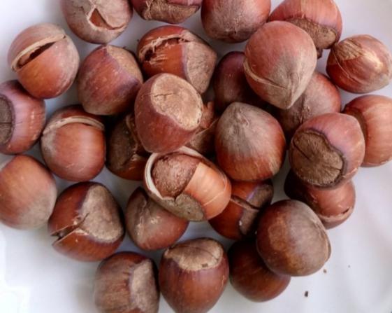 فندق منبع غنی پروتئین است